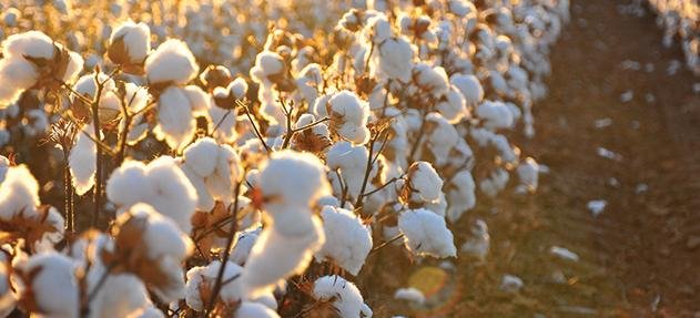 Sustainable Sourcing Practices: Choosing the ⁤Right Manufacturer